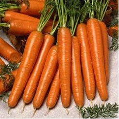 Карболи F1 семян моркови (Seminis)