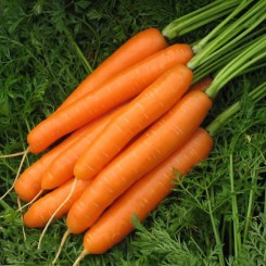 Карведжо F1 насіння моркви (Seminis)