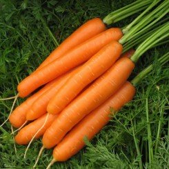 Карведжо F1 семена моркови (Seminis)