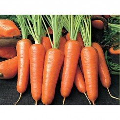 Музыка F1 семена моркови (Vilmorin)