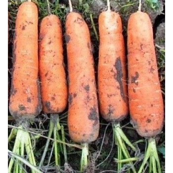 Калибра F1 семян моркови (Agri Saaten)