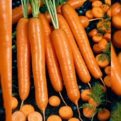 Люсія F1 насіння моркви (Agri Saaten)