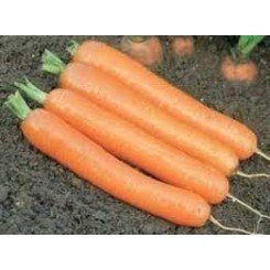 Чемпион F1 семян моркови (Syngenta)