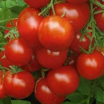 Уракан F1 семена помидора детерминантного (United Genetics)