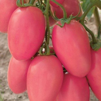 Розовый новичок семян помидора детерминантного