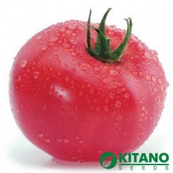 Касамори F1 семена помидора индетерминантного (Kitano Seeds)