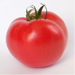 Китара F1 (KS 14 F1) семена помидора индетерминантного (Kitano Seeds)