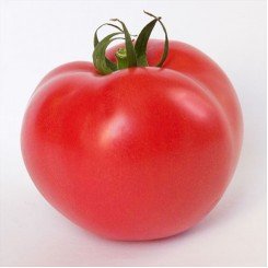 Кітара F1 (KS 14 F1) насіння помідора індетермінантного (Kitano Seeds)
