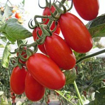 Анетта F1 семена помидора индетерминантного (Cora Seeds)