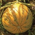 Українська багатоплідна насіння гарбуза (Seedera)