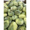 Агрессор F1 семена капусты б/н среднепоздней 110-120 дней 3-5 кг окр. (Syngenta)