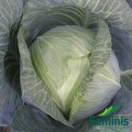 Атрия F1 семена капусты белокочанной (Seminis)
