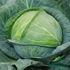 Атрия F1 семена капусты белокочанной (Seminis)