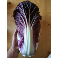 Ямада F1 (КС 888 F1) семена капусты пекинской (Kitano Seeds)