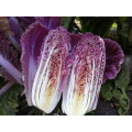 Ямада F1 (КС 888 F1) семена капусты пекинской (Kitano Seeds)