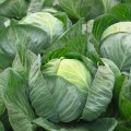 Либератор F1 семена капусты белокочанной (Syngenta)
