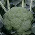 Квинта F1 семена капусты брокколи (Taki Seeds)