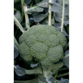 Квинта F1 семена капусты брокколи (Taki Seeds)