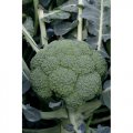 Квінта F1 насіння капусти броколі (Taki Seeds)