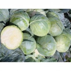 Компас F1 (Глоуб Мастер F1) семена капусты белокочанной (Takii Seeds)