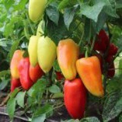 Сан Цецей семян перца сладкого (Lark Seeds)