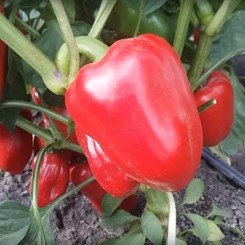 Жардин F1 семян перца сладкого (Agri Saaten)