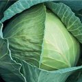Глорія F1 насіння капусти білокачанної (Syngenta)