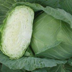 Отм Квін F1 насіння капусти білокачанної (Takii Seeds)