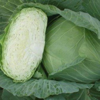 Отм Квин F1 семена капусты белокочанной (Takii Seeds)