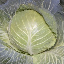 Аксона F1 (КС 29 F1)  насіння капусти білокачанної (Kitano Seeds)