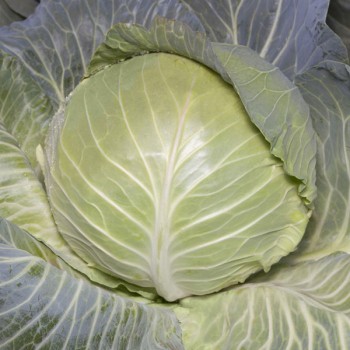 Аксона F1 (КС 29 F1)  насіння капусти білокачанної (Kitano Seeds)