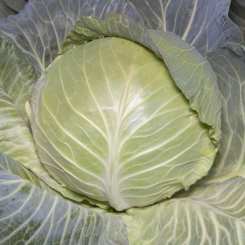 Аксона F1 (КС 29 F1) семена капусты белокочанной (Kitano Seeds)