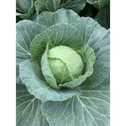 Хітом F1 насіння капусти білокачанної (Kitano Seeds)