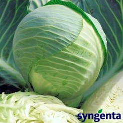 Кілатон F1 насіння капусти білокачанної (Syngenta)