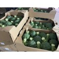 Самоа F1 семена капусты брокколи (Cora Seeds)