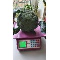 Самоа F1 семена капусты брокколи (Cora Seeds)