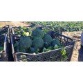 Самоа F1 семена капусты брокколи (Cora Seeds)
