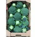 Самоа F1 семена капусты брокколи (Cora Seeds)