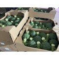 Самоа F1 семена капусты брокколи (Cora Seeds)