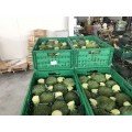 Самоа F1 семена капусты брокколи (Cora Seeds)