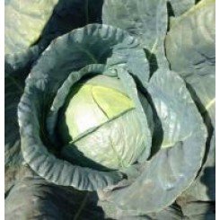 Пасадне F1 насіння капусти білокачанної (Lark Seeds)