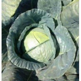 Пасадне F1 насіння капусти білокачанної (Lark Seeds)
