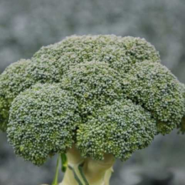 Стромбол F1 семена капусты брокколи (Hazera)