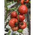 Клад F1 семян помидора индетерминантного (Lark Seeds)