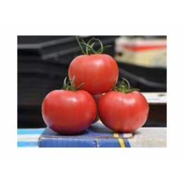 Прайд F1 семена помидора индетерминантного (Lark Seeds)