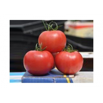 Прайд F1 семена помидора индетерминантного (Lark Seeds)