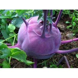 Виолетта (Наталка) семена капусты кольраби (Moravoseed)