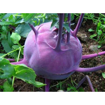 Виолетта (Наталка) семена капусты кольраби (Moravoseed)