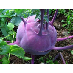 Віолетта (Наталка) насіння капусти кольрабі (Moravoseed)