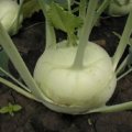 Моравия семена капусты кольраби (Semo)
